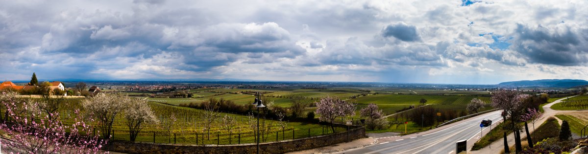 Der wohl spektakulärste Ausblick über die Rheinebene: Alex Weinlounge in Herxheim am Berg