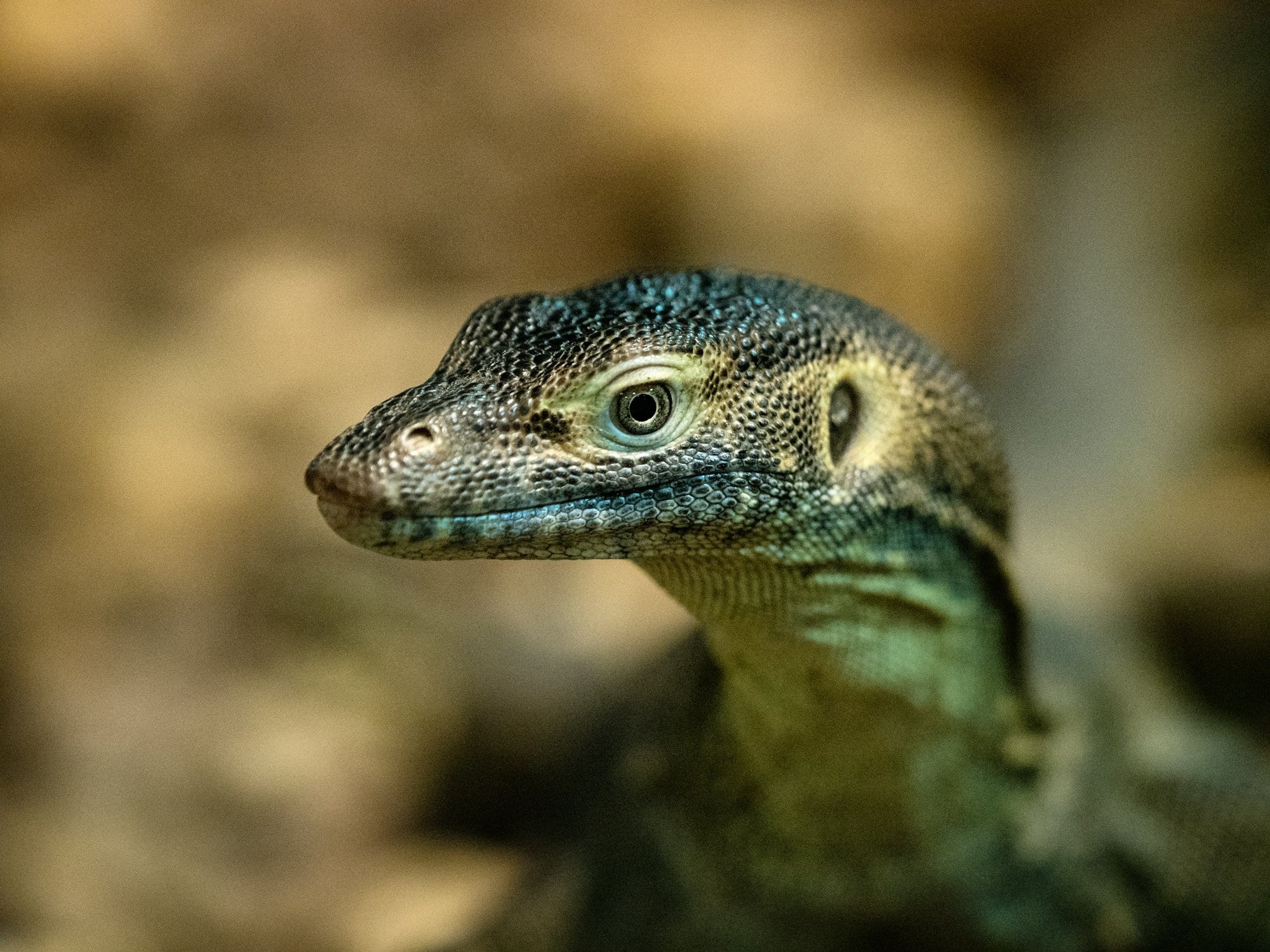 Fotosommer von Olympus – ein toller Tag im Reptilium Terrarien- und Wüstenzoo in Landau