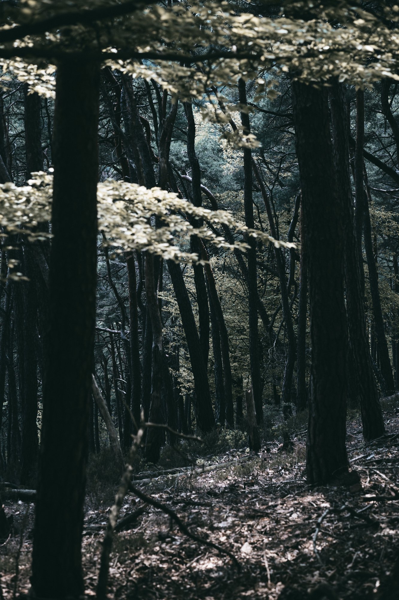 Mystischer Wald