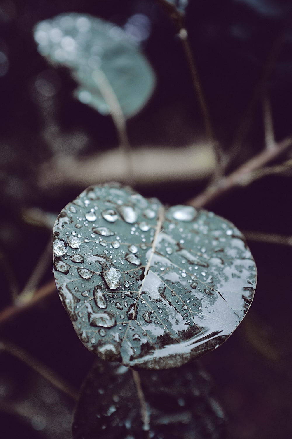 Waterdrops