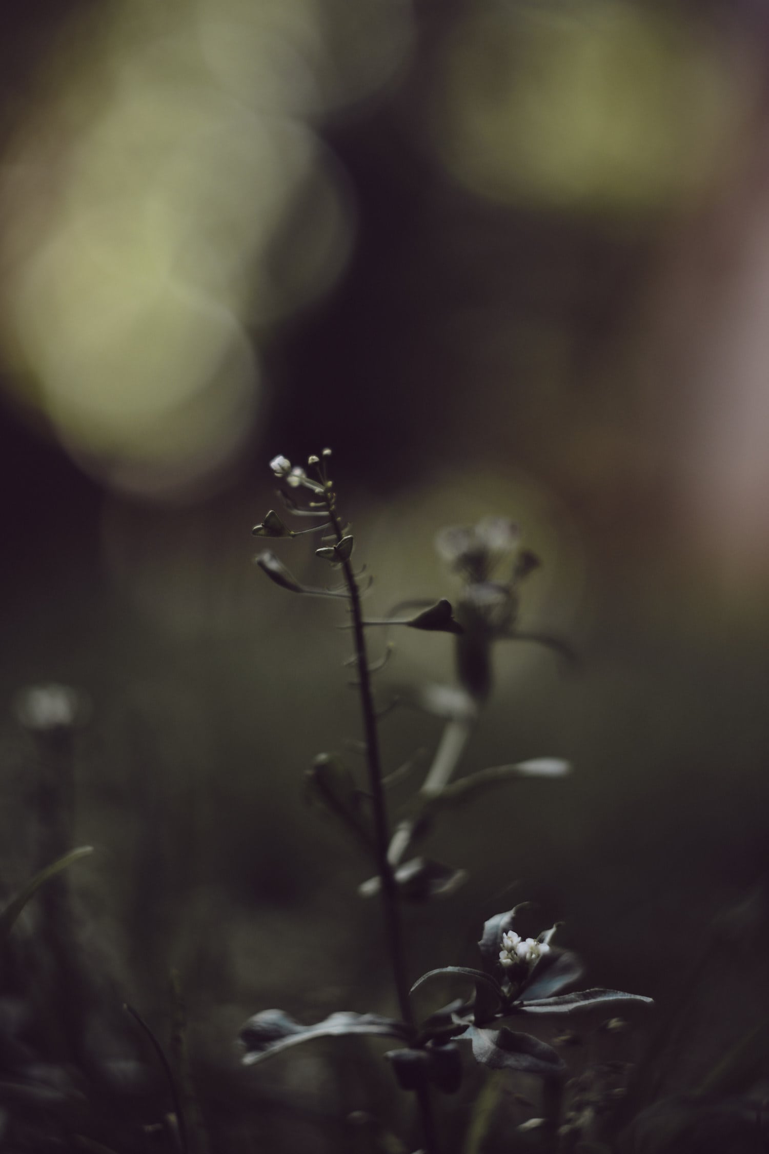 Bokeh Monster – so muss das