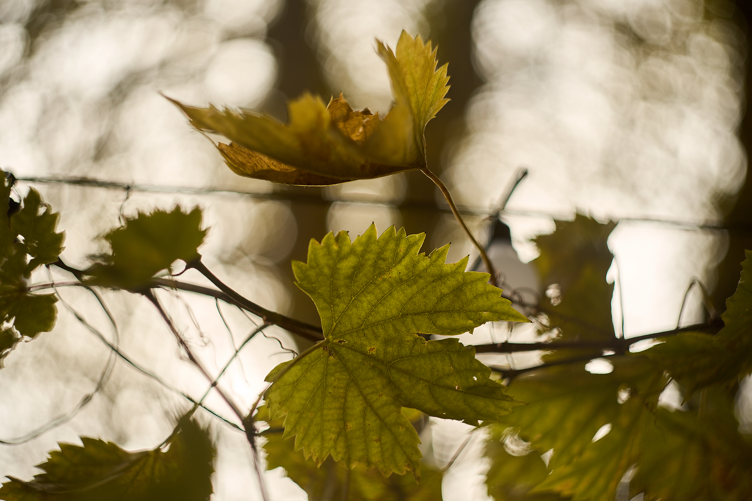 Helios 44-2…